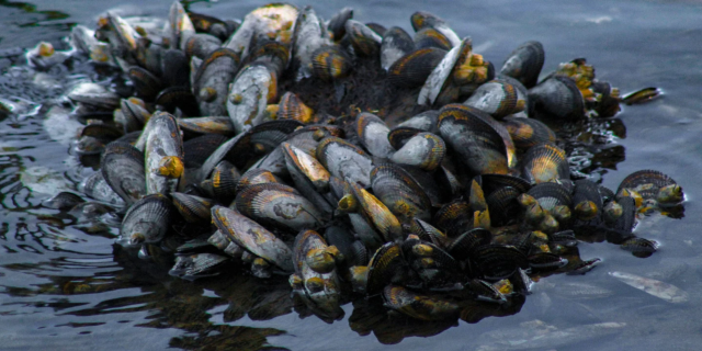 Annual Quarantine of Sports Harvested Mussels Sports Harvested Mussels