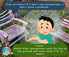 True or False mosquitoes