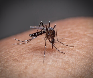 black and white mosquito
