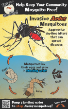 invasive aedes mosquito info card