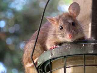 Roof rat on bird feeder