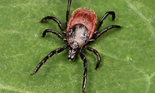 a picture of a tick