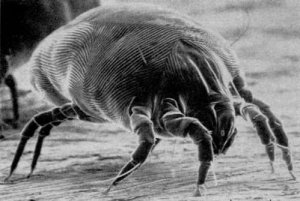 dust mite