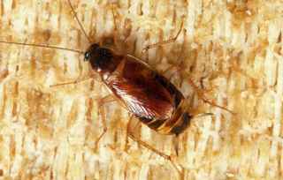Banded cockroach