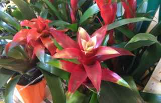 bromeliads in pots