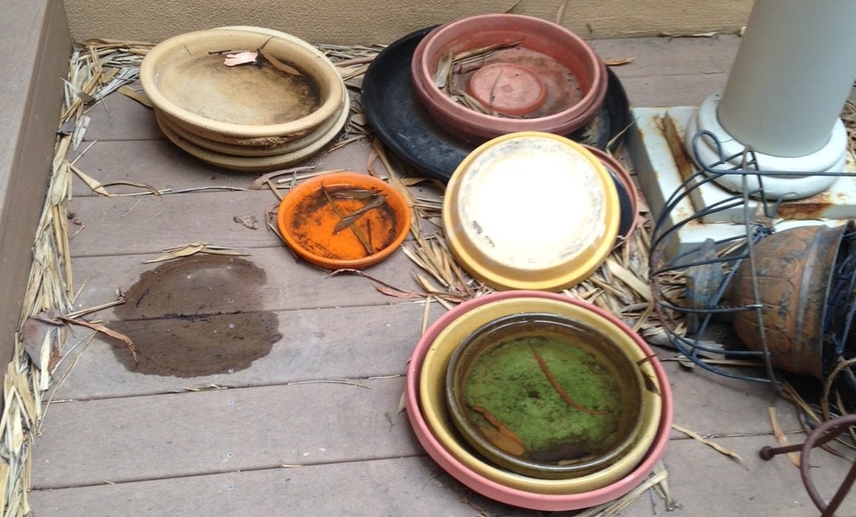 saucers full of water