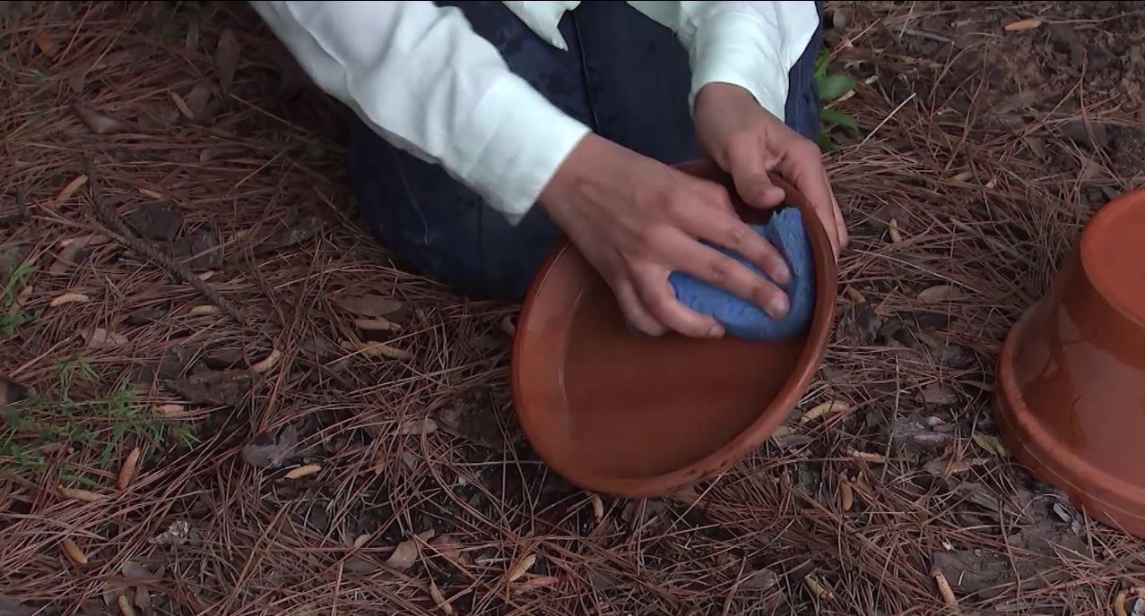hand wiping flower pot saucer with sponge