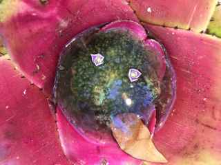 water collected in bromeliad tank