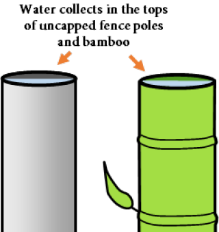 water collects in the tops of uncapped fence posts or bamboo poles