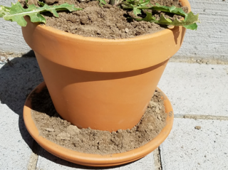 flower pot saucer filled with sand