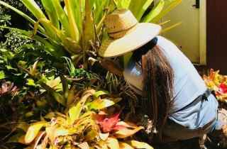 technician inspecting a bromeliad for larvae