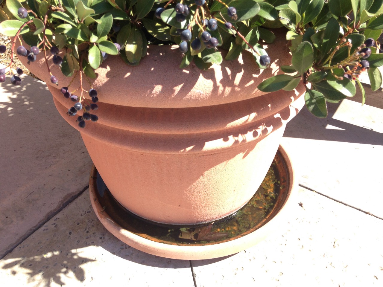 flower pot saucer with water