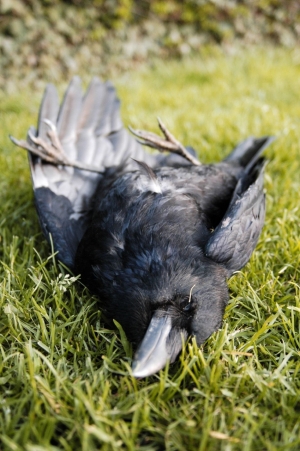 dead crow