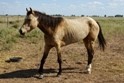 chd_wnv_sick_horse