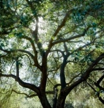 Kathy Barefield Photo