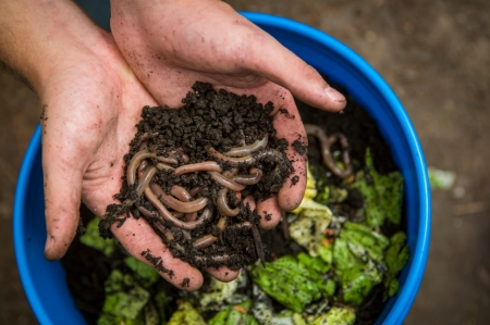 Person holding worms over a bucket of food scraps