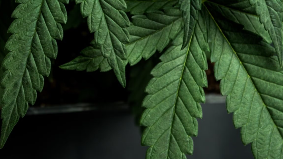 Green cannabis leaves