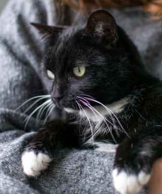 Person holding a black and white cat