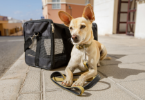 A dog sitting next to a travel carrier.