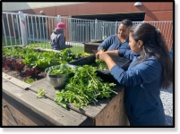 People gardening together