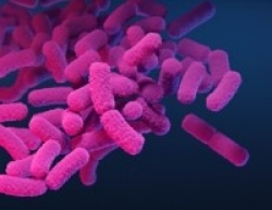 A close up image of pink Carbapenemase-Producing Organisms.