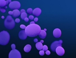 A close up image of the purple C. auris yeast.