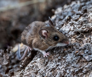Close view of a mouse on a tree.