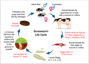 New World Screwworm life cycle