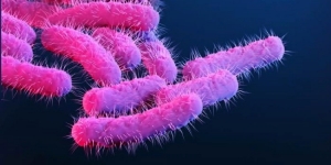 Shigella-CDC