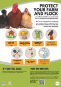 3 chickens sitting next to each other at the top of the poster and other infographics depicting various ways to protect animals from avian flu.