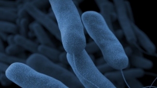 A microscopic image of the Legionella bacteria.
