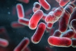 Up-close visual of the Listeria monocytogenes bacteria.