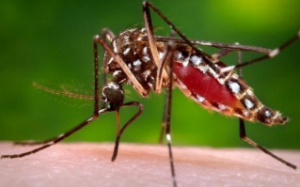 Close view of a mosquito related with Zika virus spread sitting on a surface.
