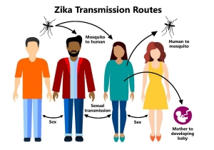 Four people standing side by side showing the transmission cycle of Zika.
