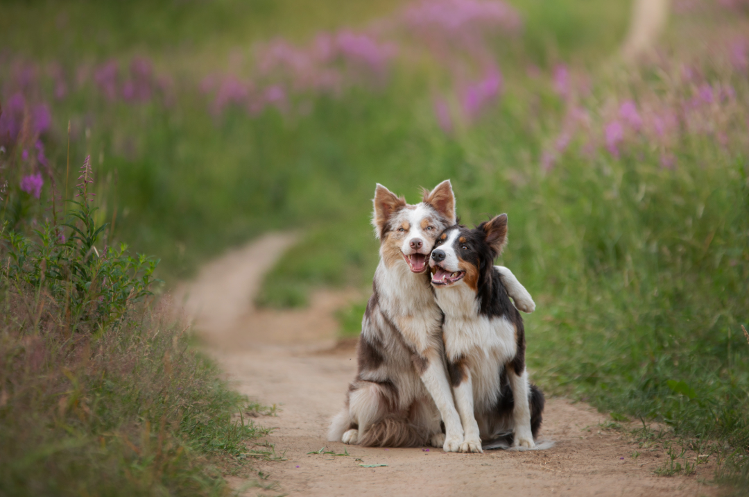 Two dogs sitting together on a trail.