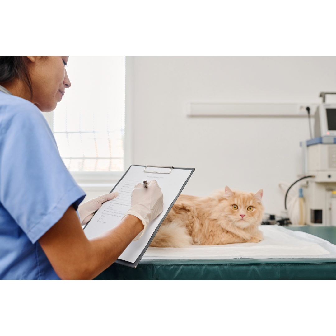 A veterinarian filling out a form while inspecting a cat.