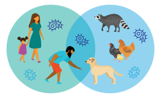 One circle with people and germs overlapping with another circle with animals and germs.