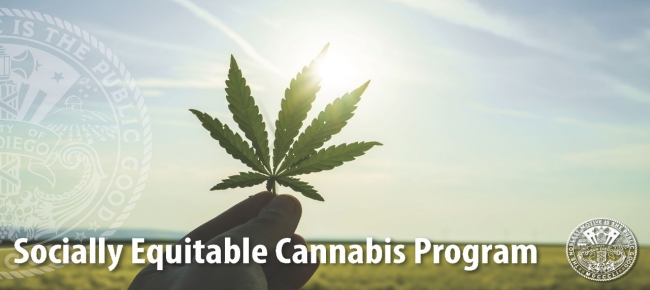 A hand holding a cannabis leaf with a field in the background