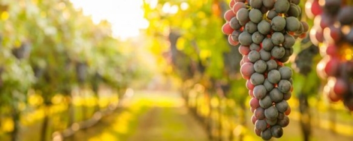 A vineyard with a cluster of grapes in focus 