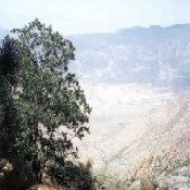 Tall tree in the foreground with a mountainous area in the background