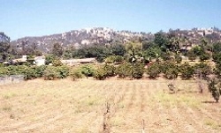 Open field with trees and mountains in the background
