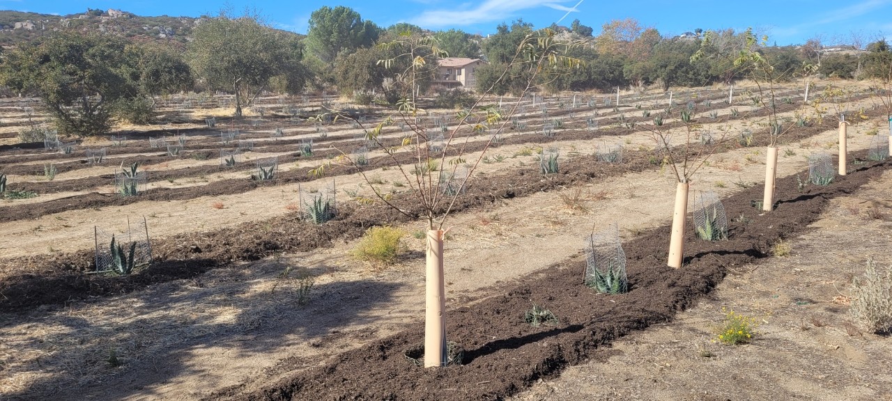 Rows of young trees planted in fresh tilted soil with scattered shrubs