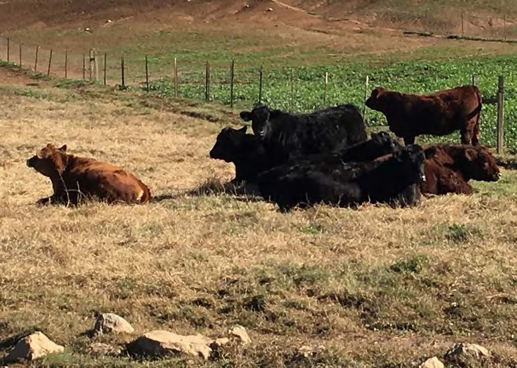 Cattle laying in grass
