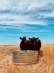 Two cows standing in a field near water trough