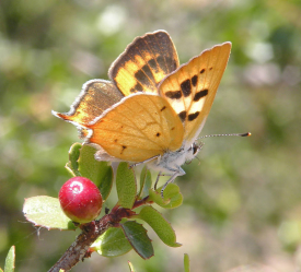 Hermes copper butterfly