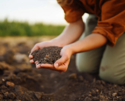 Individual holding dirt in their hands on the ground.