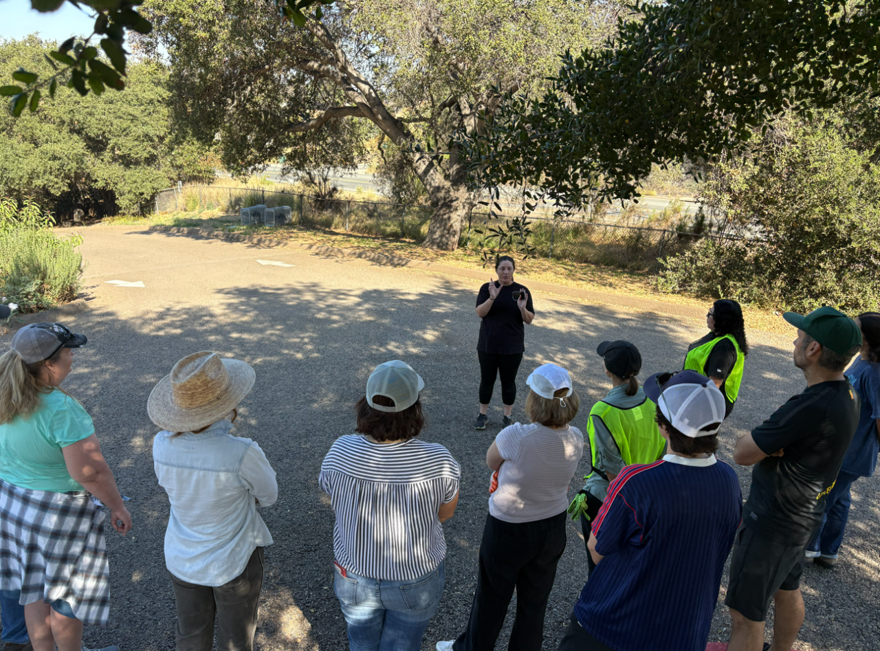 Volunteer Opportunity at Tree Distribution