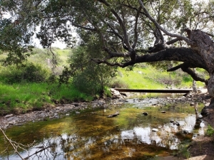 Trees conserve water