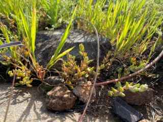 Variegated dudleya, MSCP Covered Species