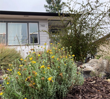 Native plant landscaping